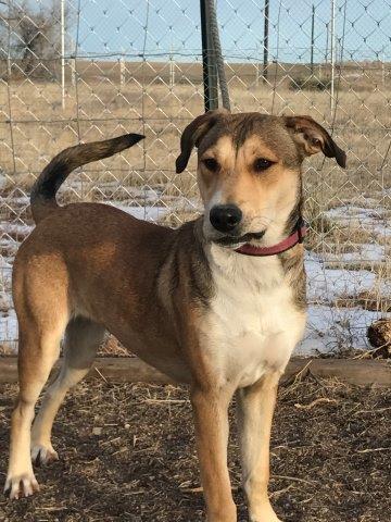 dog adopted from Denver sheleter